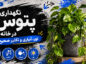 نگهداری پتوس در خانه؛ اصول آبیاری، نور و تکثیر؛ علت و راههای رفع زرد شدن برگها نگهداری پتوس