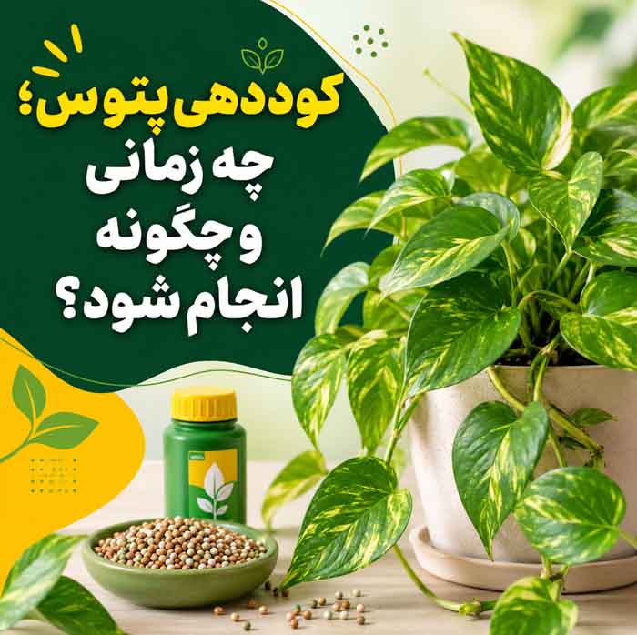نگهداری پتوس در خانه؛ اصول آبیاری، نور و تکثیر؛ علت و راههای رفع زرد شدن برگها کوددهی پتوس؛ چه زمانی و چگونه انجام شود؟