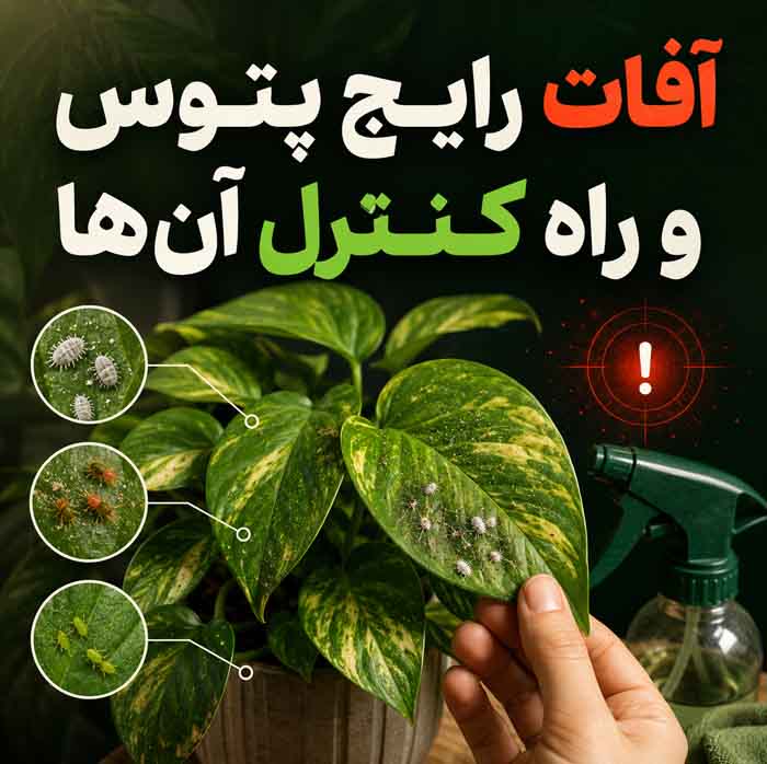 نگهداری پتوس در خانه؛ اصول آبیاری، نور و تکثیر؛ علت و راههای رفع زرد شدن برگها آفات رایج پتوس و راه کنترل آنها