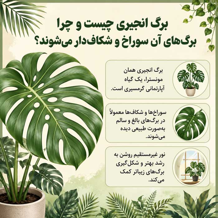 برگ انجیری چیست و چرا برگ‌های آن سوراخ و شکاف‌دار می‌شوند؟