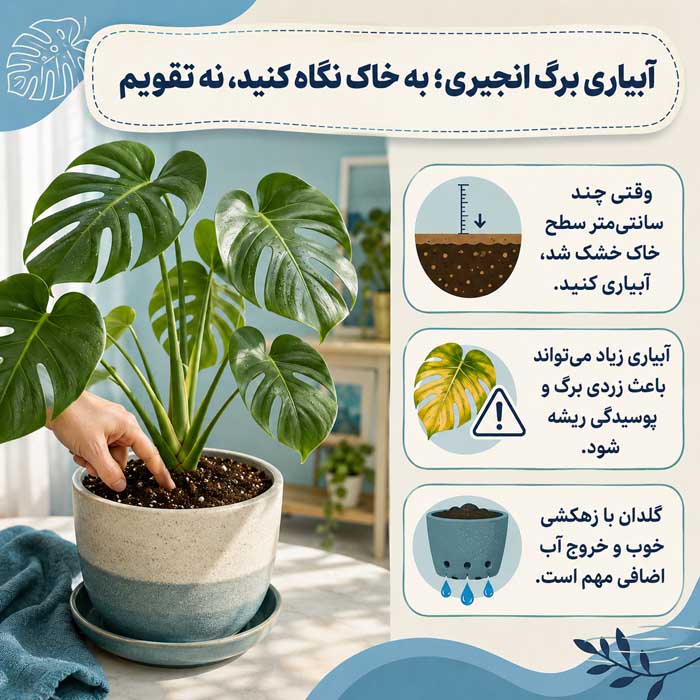 آبیاری برگ انجیری؛ به خاک نگاه کنید، نه تقویم