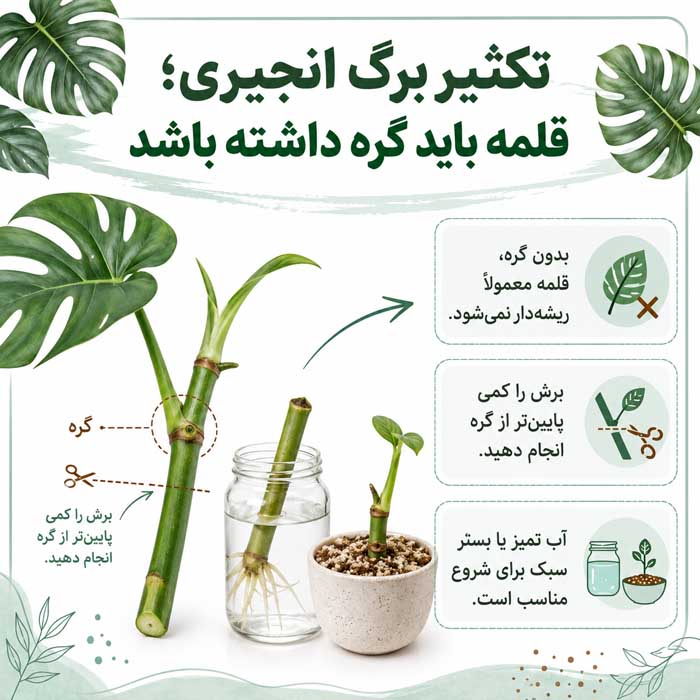 تکثیر برگ انجیری؛ قلمه باید گره داشته باشد