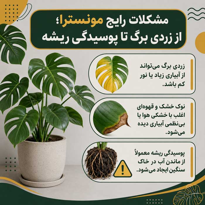مشکلات رایج مونسترا؛ از زردی برگ تا پوسیدگی ریشه