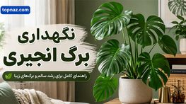 نگهداری برگ انجیری؛ نور، آبیاری و خاک مناسب؛ شرایط رشد برگهای بزرگ و شکافدار نگهداری برگ انجیری