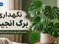 نگهداری برگ انجیری؛ نور، آبیاری و خاک مناسب؛ شرایط رشد برگهای بزرگ و شکافدار نگهداری برگ انجیری