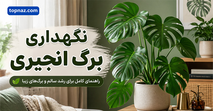 نگهداری برگ انجیری؛ نور، آبیاری و خاک مناسب؛ شرایط رشد برگ‌های بزرگ و شکاف‌دار
