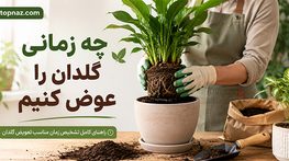 چه زمانی گلدان را عوض کنیم؟؛ ۸ نشانه ریشهپرشدگی و کمبود فضا؛ انتخاب سایز مناسب گلدان جدید چه زمانی گلدان را عوض کنیم
