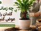 چه زمانی گلدان را عوض کنیم؟؛ ۸ نشانه ریشهپرشدگی و کمبود فضا؛ انتخاب سایز مناسب گلدان جدید چه زمانی گلدان را عوض کنیم