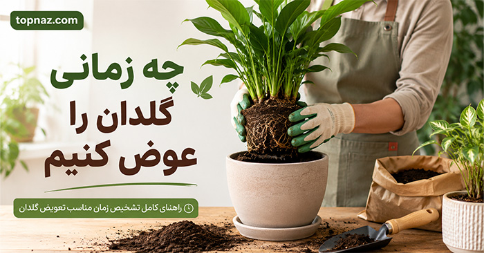 چه زمانی گلدان را عوض کنیم؟؛ ۸ نشانه ریشه‌پرشدگی و کمبود فضا؛ انتخاب سایز مناسب گلدان جدید