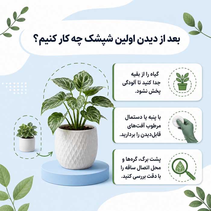 شپشک آردآلود چیست؟؛ نشانههای آلودگی روی برگ و ریشه؛ روشهای کنترل در گیاهان آپارتمانی بعد از دیدن اولین شپشک چه کار کنیم؟