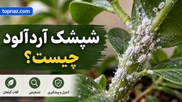 شپشک آردآلود چیست؟؛ نشانههای آلودگی روی برگ و ریشه؛ روشهای کنترل در گیاهان آپارتمانی شپشک آردآلود چیست