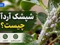 شپشک آردآلود چیست