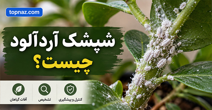 شپشک آردآلود چیست؟؛ نشانههای آلودگی روی برگ و ریشه؛ روشهای کنترل در گیاهان آپارتمانی شپشک آردآلود چیست؟؛ نشانههای آلودگی روی برگ و ریشه؛ روشهای کنترل در گیاهان آپارتمانی