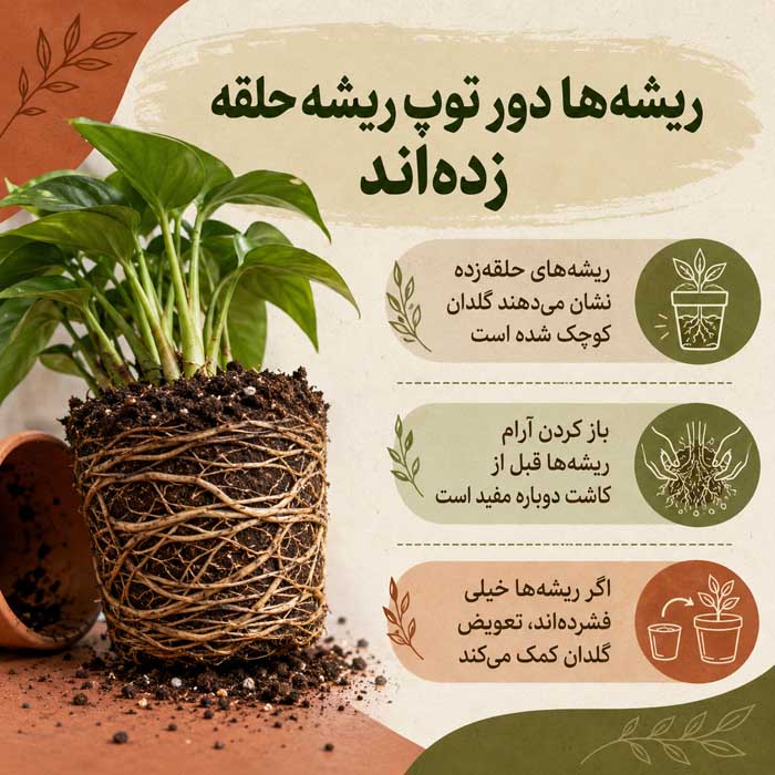 ۲. ریشه‌ها دور توپ ریشه حلقه زده‌اند
