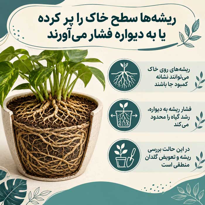۶. ریشه‌ها سطح خاک را پر کرده یا به دیواره فشار می‌آورند