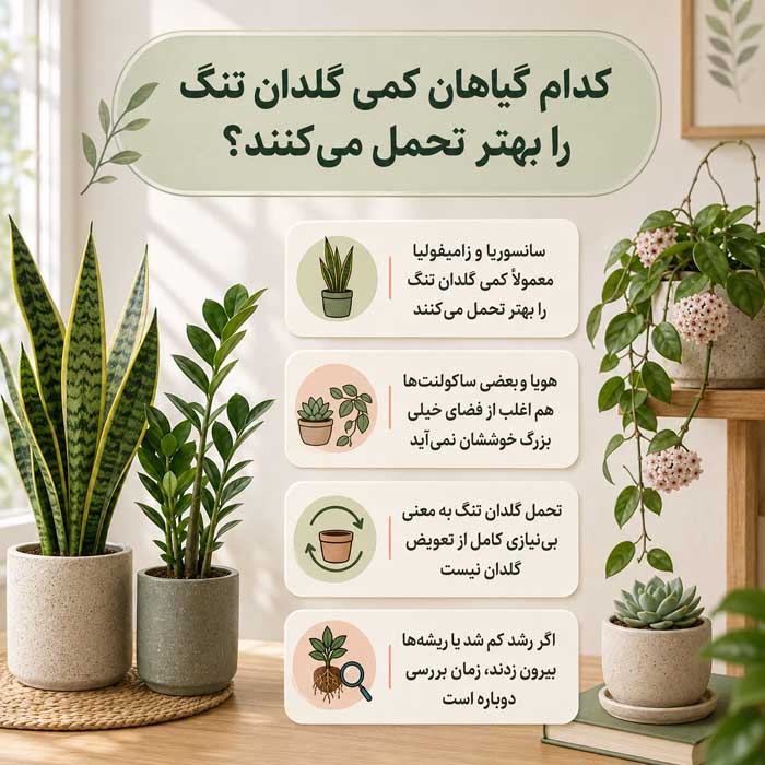 کدام گیاهان کمی گلدان تنگ را بهتر تحمل می‌کنند؟