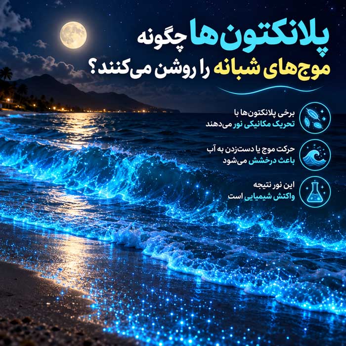 پلانکتون‌ها چگونه موج‌های شبانه را روشن می‌کنند؟
