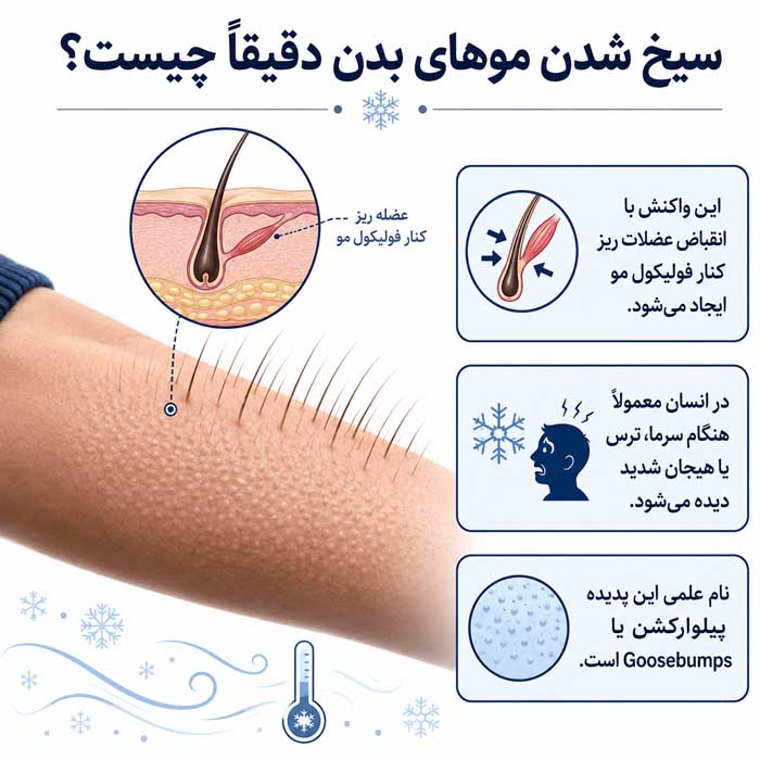 چرا موهای بدن سیخ میشوند؟؛ علت علمی Goosebumps؛ نقش سرما، ترس و سیستم عصبی سمپاتیک سیخ شدن موهای بدن دقیقاً چیست؟