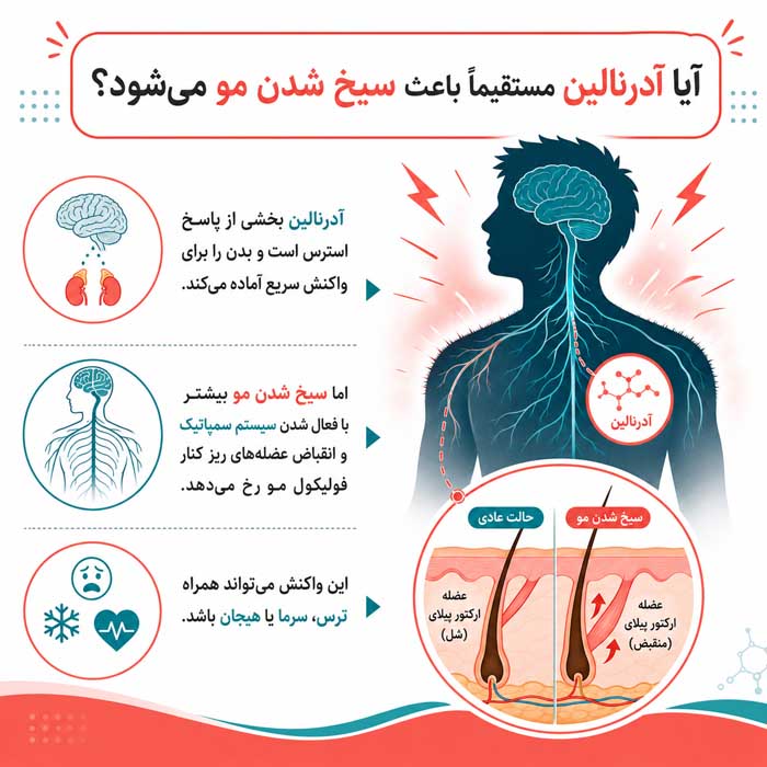 چرا موهای بدن سیخ میشوند؟؛ علت علمی Goosebumps؛ نقش سرما، ترس و سیستم عصبی سمپاتیک آیا آدرنالین مستقیماً باعث سیخ شدن مو میشود؟
