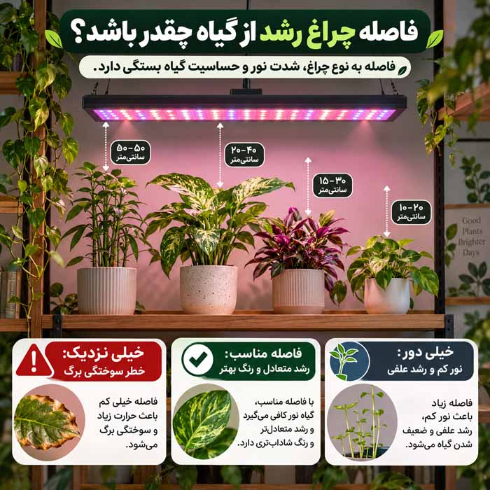 فاصله چراغ رشد از گیاه چقدر باشد؟