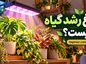 چراغ رشد گیاه چیست؟ فاصله مناسب و مدت روشن بودن Grow Light برای گیاهان چراغ رشد گیاه