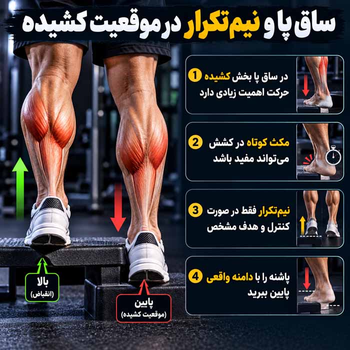 دامنه حرکتی در بدنسازی چیست؟ تفاوت تکرار کامل و نیمه برای عضلهسازی ساق پا و نیمتکرار در موقعیت کشیده