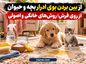 از بین بردن بوی ادرار بچه و حیوان از روی فرش؛ روشهای خانگی و اصولی از بین بردن بوی ادرار بچه و حیوان از روی فرش
